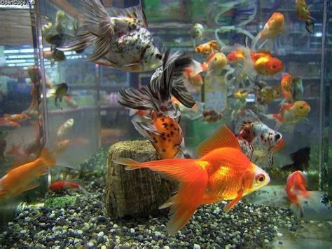 How to Care for Goldfish | PetHelpful