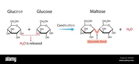 Maltose Formation. Glycosidic Bond Formation From Two molecules of Glucose. Vector Illustration ...