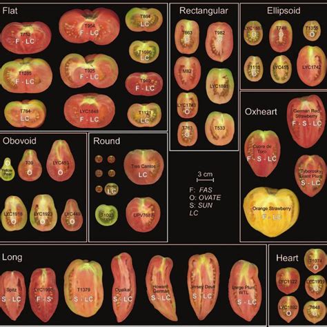 Diversity in tomato fruit shapes. The shape categories are defined ...