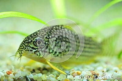 Spotted Catfish For Aquariums Stock Photography - Image: 15939022