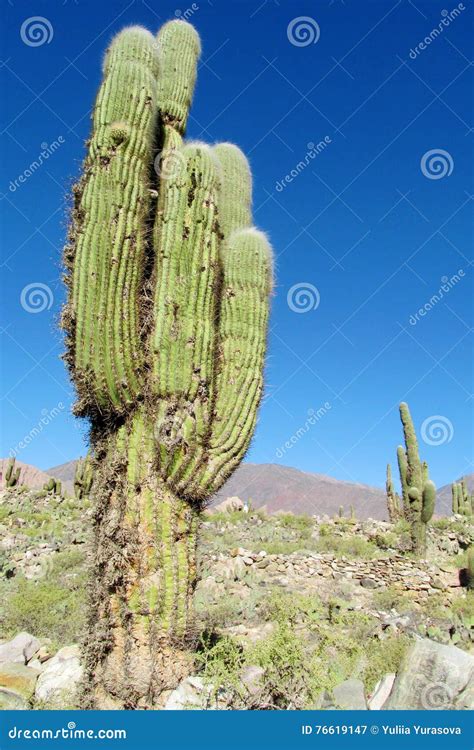 Huge Cactus in South America Altiplano Stock Image - Image of huge, land: 76619147