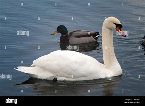 A Swan and a Duck swimming on a Lake Stock Photo - Alamy