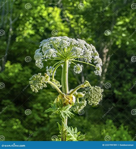 Giant Hogweed Plant with Seed Pods Stock Image - Image of toxic, hogweed: 222799789