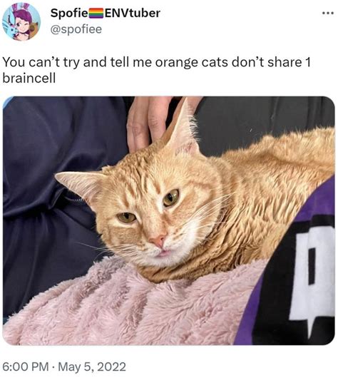 20 Hilarious Examples Of 'Orange Cat Behavior' | Know Your Meme