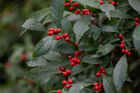 How to Grow and Care for Winterberry Holly