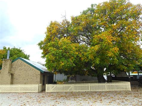 Cromwell Otago. Old stone cottage and a giant Walnut tree.… | Flickr