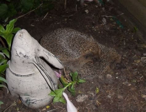 Breeding, babies, hoglets - Hedgehog Street