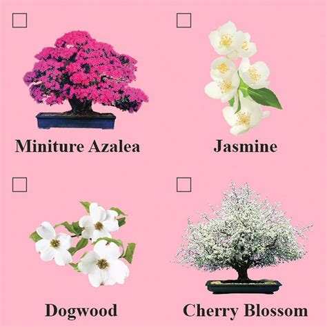 Buy Eve's Cherry Blossom Bonsai Seed Kit, Flowering, Complete Kit to Grow Cherry Blossom Bonsai ...