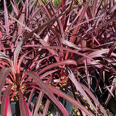 Cordyline ‘ Electric Pink’ -Electric Pink Cordyline | Western Star Nurseries