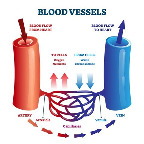 825 Arteries Veins Capillaries Diagram Images, Stock Photos, 3D objects ...