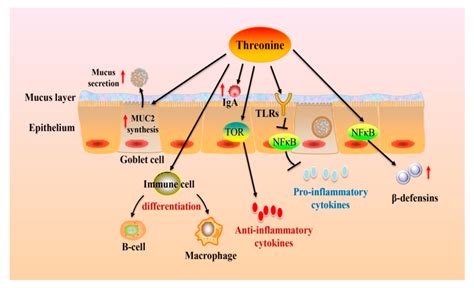 What Does L- Threonine Do - Blog