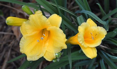 The daylilies are blooming again. in 2022 | Bloom, Daylilies, Flowers