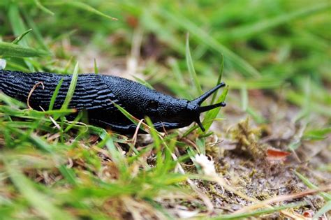 Researchers develop new surgical adhesive inspired by slug secretions – TheLiberal.ie – Our News ...