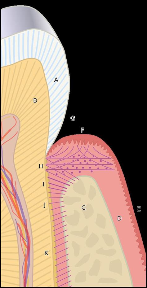 Periodontal fiber - Alchetron, The Free Social Encyclopedia