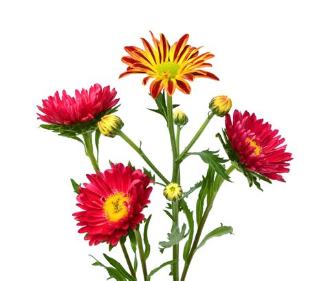 13 Different Types of Chrysanthemums (Plus Planting Tips and Health Benefits) | Chrysanthemum ...