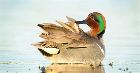 Ten Tips for Waterfowl Beginners | Audubon