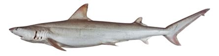 Snaggletooth Shark | Hemipristis elongata | Shark Database