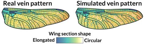 Dragonfly Wing Template