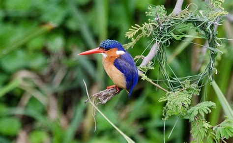 Bird Watching in Uganda — Things To Do — Exclusive Uganda Safaris