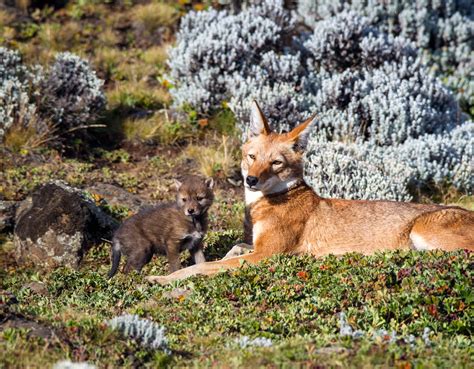 Ethiopian Wolf Pup | An adorable young Ethiopian wolf pup on… | Flickr