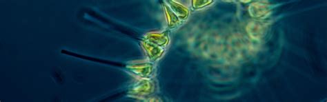 Phytoplankton | MIT Climate Portal