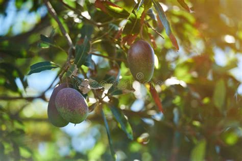 Pink mango fruits stock image. Image of leaves, background - 90776041