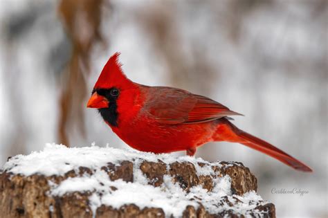 Male northern cardinals are highly territorial during nesting season, even attacking their own ...