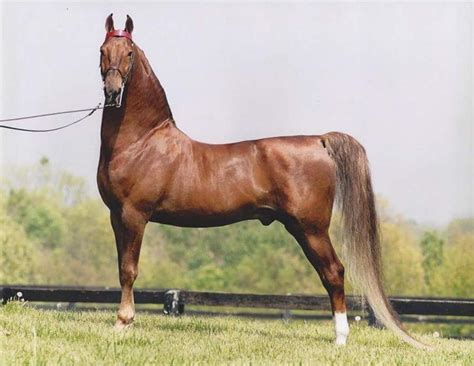 Cavalo American Saddlebred