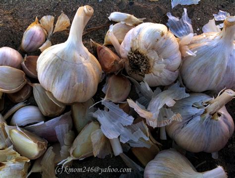 High Desert Gardening: Garlic Planting Season