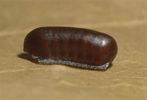 Oriental Cockroach Egg Case Photograph by Harry Rogers - Pixels