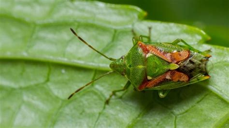 Shield Bugs 101: Wonders Of Families Pentatomidae & Cydnidae