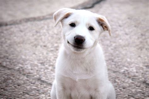 Dog Smile Happy Wallpapers HD / Desktop and Mobile Backgrounds