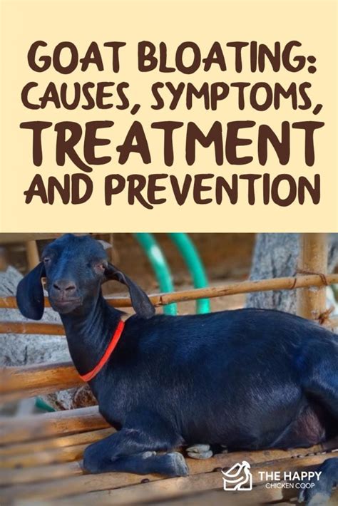 Goat Bloating - Causes, Symptoms, Treatment and Prevention