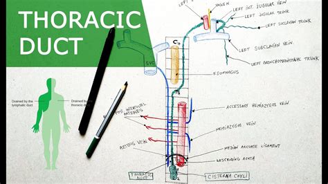 Thoracic duct | Anatomy Tutorial | Course, Relations, Tributaries - YouTube