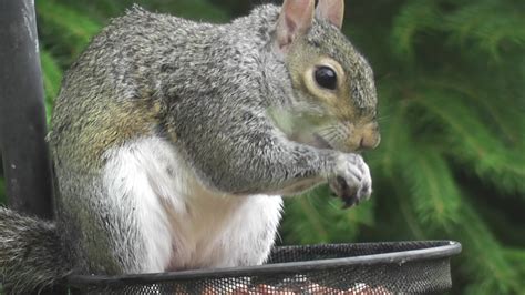 Animals and kids: Squirrel eating nuts