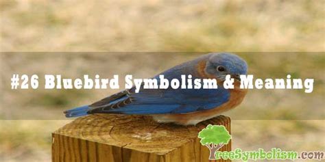 #26 Bluebird Symbolism & Meaning