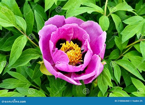 Lush Pink Peony Flower in Spring Garden Stock Photo - Image of fluffy ...