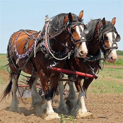 Clydesdales | Horses, Draft horse breeds, Horse breeds