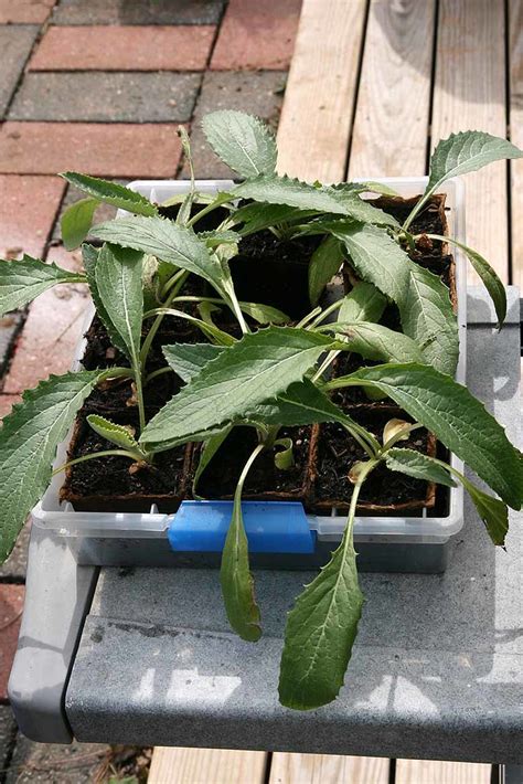 Artichokes 8 April 2011 | Artichoke seedlings on 8 April (ap… | Flickr