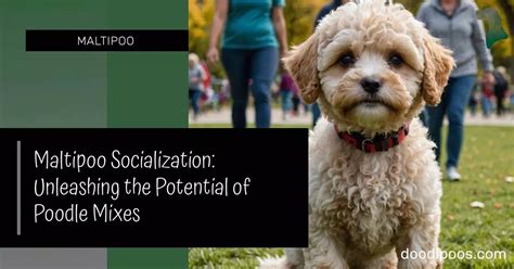 Maltipoo Socialization: Unleashing the Potential of Poodle Mixes