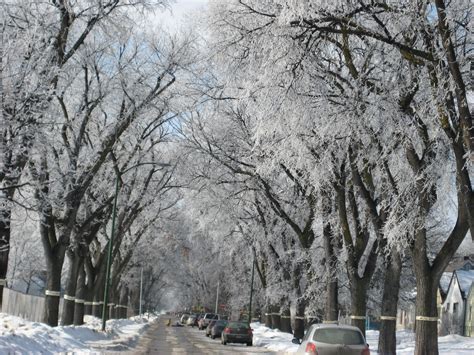 Winter in Winnipeg Bus Stop, Year 2, Manitoba, Winnipeg, December ...