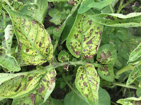 Brown spots on tomato plant leaves — BBC Gardeners' World Magazine