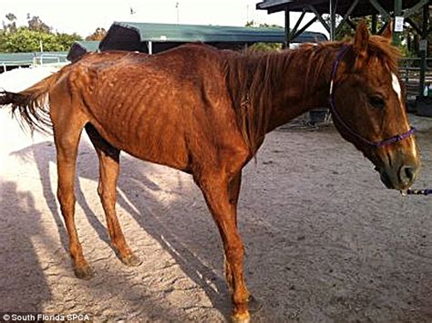 Eight starving animals found among the rotting bodies of two others in ‘deplorable’ Miami ranch ...