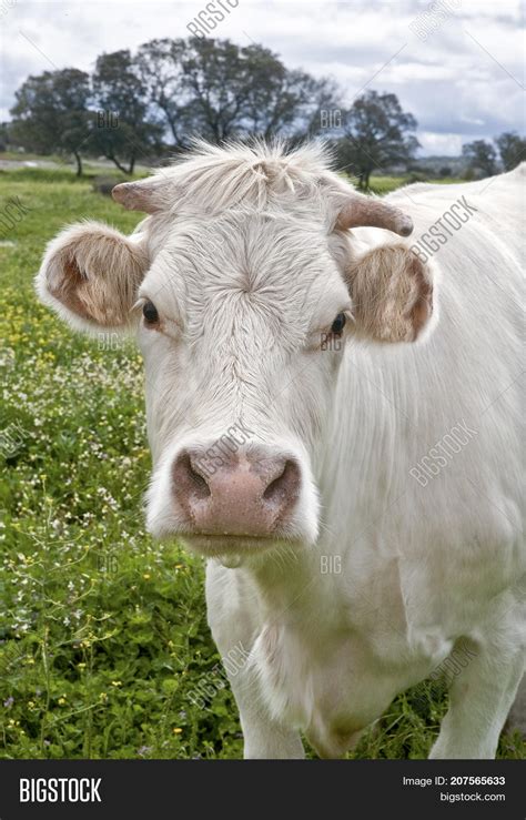 Charolais Cow Grazing Image & Photo (Free Trial) | Bigstock