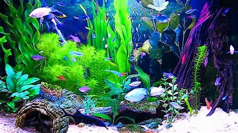 papier peint aquario,aquarium d'eau douce,aquarium,plante aquatique ...