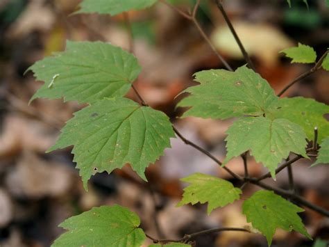 Mapleleaf Viburnum | Viburnum acerifolium. Rock Creek Park, … | Flickr