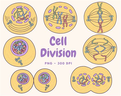 Cell Division Mitosis Clip Art Digital Download, Cute Biology Clip Art, Kawaii, Hand Drawn Clip ...