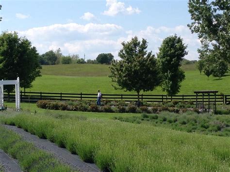 White Oak Lavender Farm & The Purple WOLF Vineyard (Harrisonburg) - 2019 All You Need to Know ...