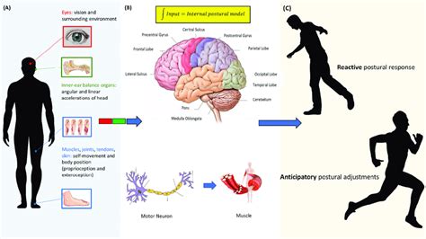 Physiology of balance. (A) The visual system provides information on... | Download Scientific ...