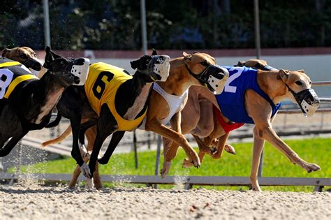 Dog Racing Could Be Coming To An End In This State - Three Million Dogs